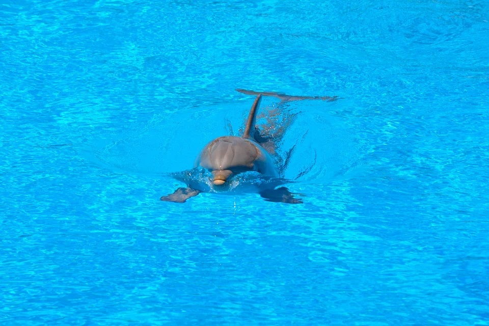 Евпаторийский дельфинарий фото 