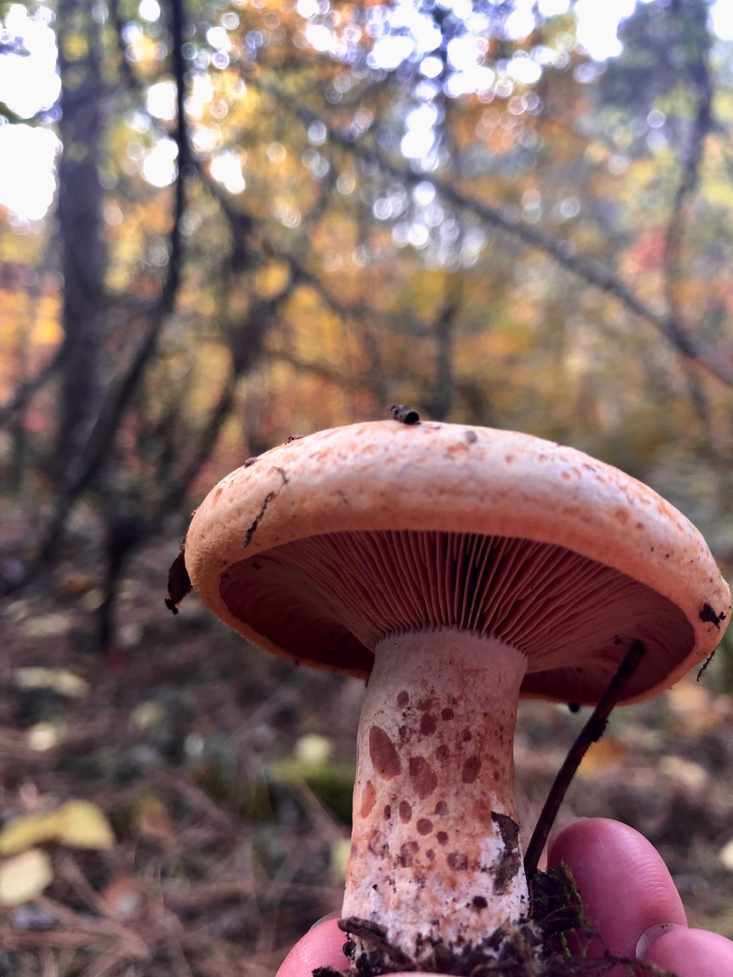 осенний крым фотоотчет